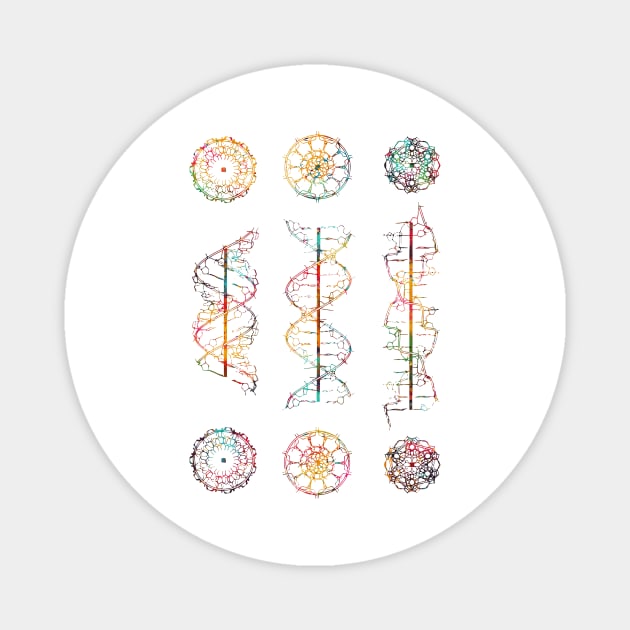 A-,B-, and Z-DNA Magnet by erzebeth